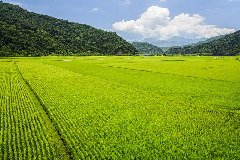 稻田,天空,蓝色,山,在下面,背景,熟的,黑云杉,农业,清新
