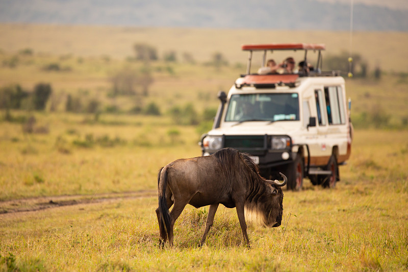 汽车,非洲大羚,肯尼亚,旅行者,食草,马赛马拉国家保护区,背景聚焦,羚羊,拍照,远征