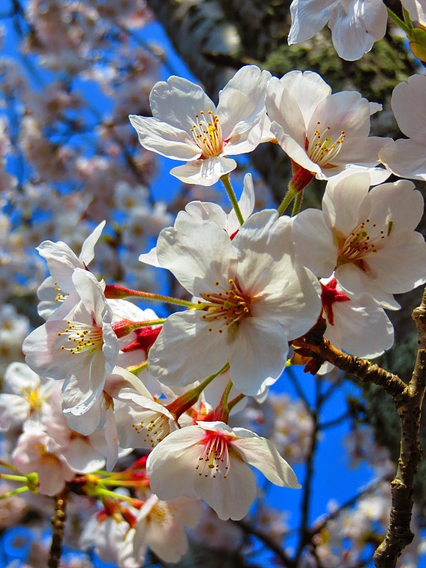 樱花,白色,清新,正装,公园,色彩鲜艳,著名景点,自然美,春天,京都市