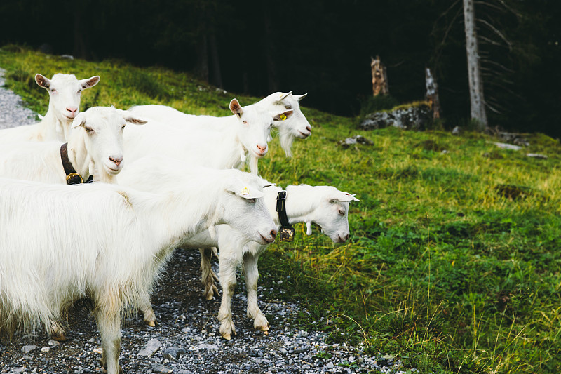 动物群,瑞士阿尔卑斯山,山羊,小路,徒步旅行,瑞士硬干酪,有蹄哺乳动物,草,动物,农场