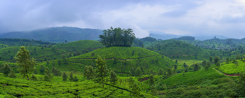 印度,全景,自然美,茶树,慕那尔,喀拉拉邦,农业,枝繁叶茂,农场,植物