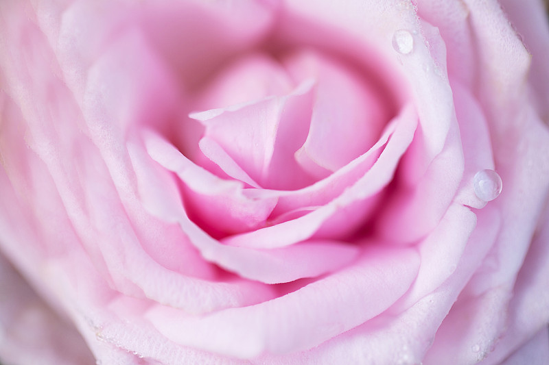 粉色,玫瑰,仅一朵花,背景,华丽的,部分,华贵,浪漫,泰国,情人节卡