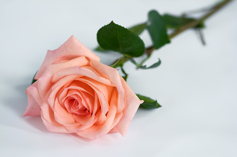 玫瑰,白色背景,粉色,脆弱,花瓣,绿色,活力,叶子,清新,浪漫