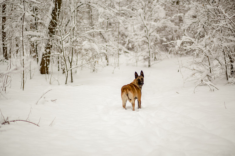 牧羊犬,比利时玛伦牧羊犬,可爱的,寒冷,比利时,纯种犬,肖像,霜,雪,警犬