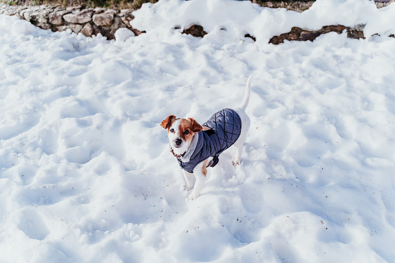 肖像,雪,狗,户外,季节,冬天,杰克拉瑟短腿犬,自然美,可爱的,寒冷
