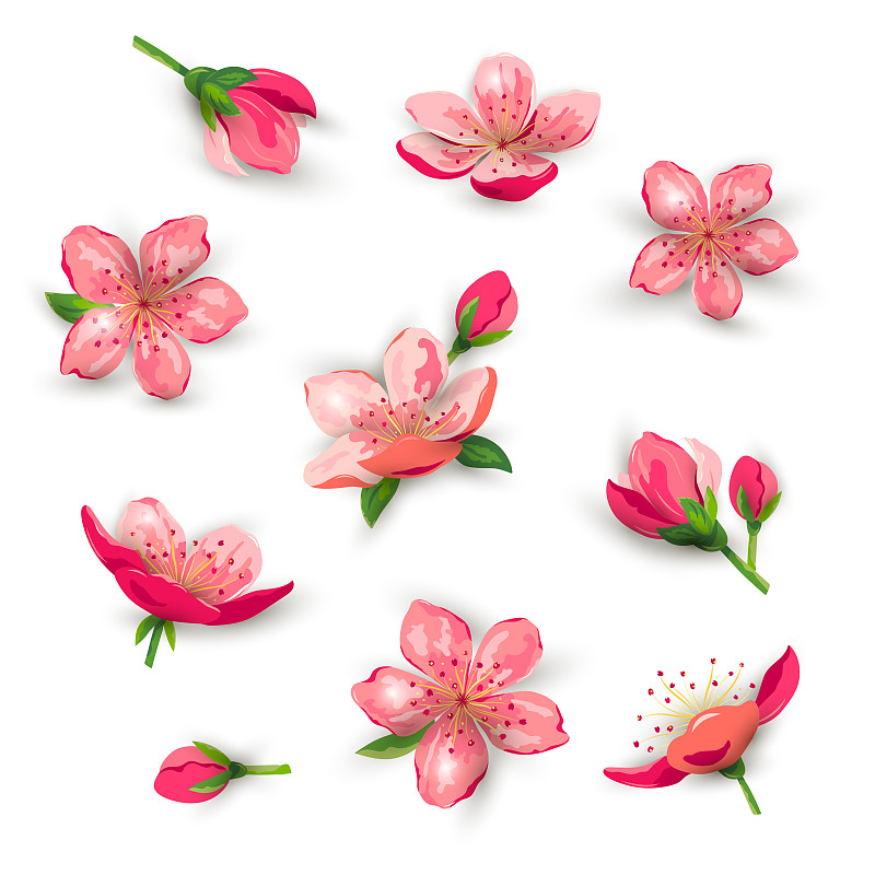 绘画插图,花朵,矢量,樱桃,樱之花,背景分离,浪漫,春天,中国,植物