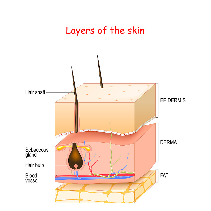 多层效果,真皮层,皮肤,脂(肪)细胞,生物学,横截面,健康保健,皮肤病学,毛囊,脂肪细胞