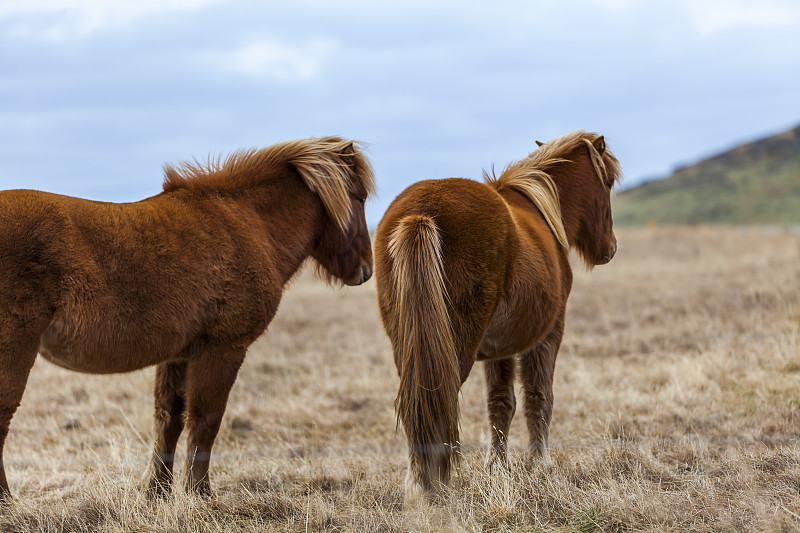 马,冰岛国,农业,野生动物,冰岛马,哺乳纲,草,自然美,动物,农场