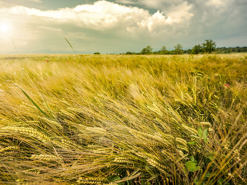田地,小麦,农业,单一栽培,大麦,云,熟的,草,面粉,农场