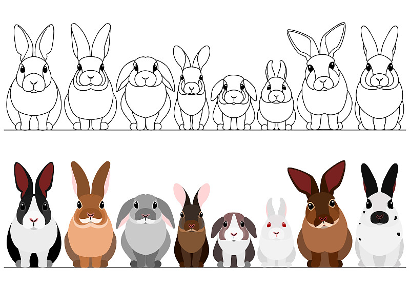 兔子,国境线,可爱的,复活节,背景分离,多样,边框,灰色,十二生肖,动物群
