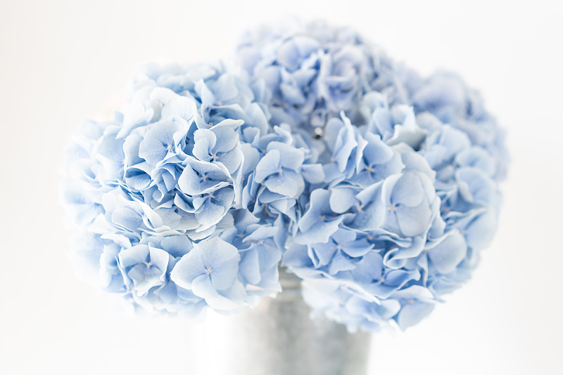 八仙花属,背景,花瓶,桌子,花束,自然美,浅蓝色,壁纸,花,装饰