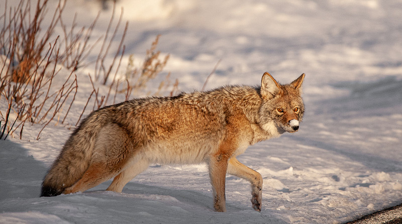 丛林狼,冬天,黄石公园,雪,蒙大拿州,惊骇,狗,哺乳纲,怀俄明,动物