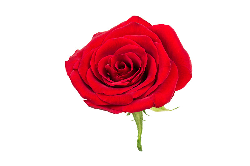 玫瑰,红色,分离着色,特写,白色背景,传统,事件,华贵,一个人,人类居住地