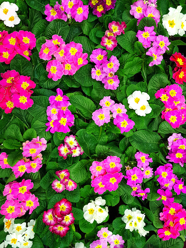 色彩鲜艳,三色紫罗兰,纹理效果,波兰,清新,橙色,品红色,壁纸,春天,植物