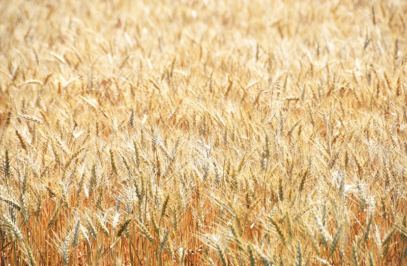小麦,农作物,农业,食品,环境,熟的,农场,植物,背景,夏天