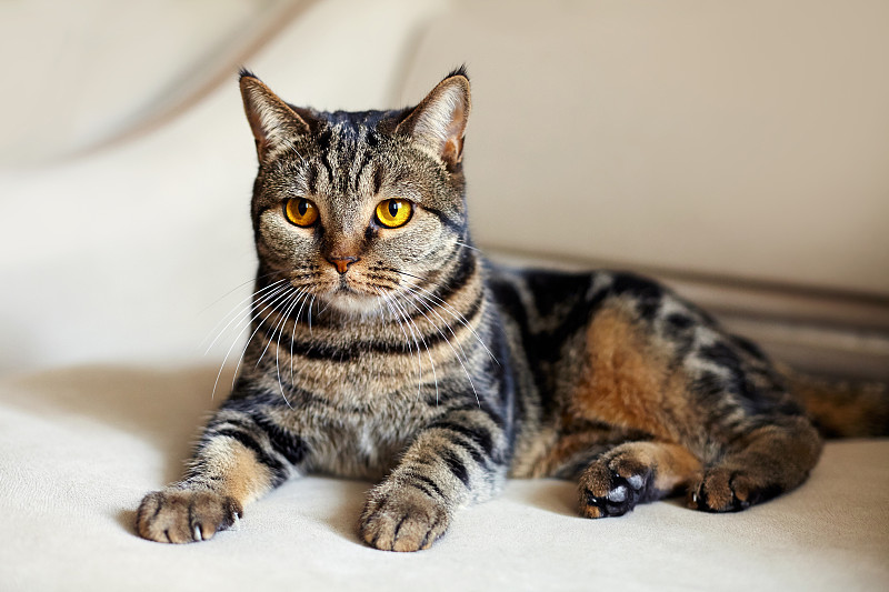 Beautiful,british,short,hair,cat,with,bright,yellow,eyes,lais,on,the,beige,sofa,looking,with,great,expression.,Tabby,color,(tiger),сute,cat,at,home.,Indoors,,copy,space,,close,up,,selective,focus.