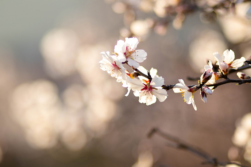 春天,白色,花朵,清新,彩色背景,简单,仅一朵花,自然美,柔和色,背景