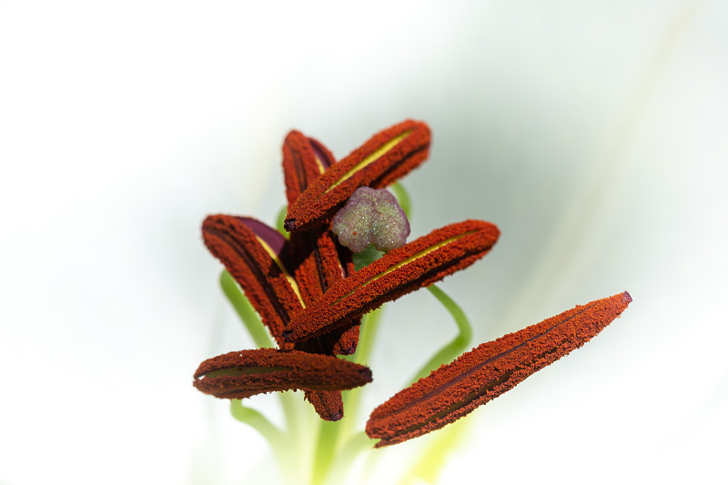 百合花,秋天,花粉,大特写,粉色,白色,公园,纯净,结婚请柬,泰国