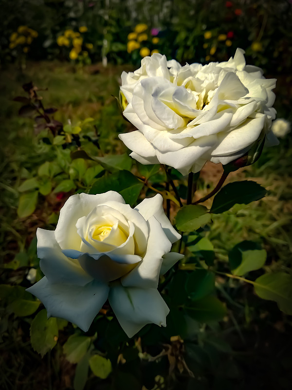 鲜花盛开,白色,玫瑰,伴侣,花坛,菜园