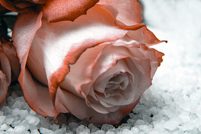 雪,花瓣,雪花,橙子,玫瑰,周年纪念,事件,清新,热情,浪漫