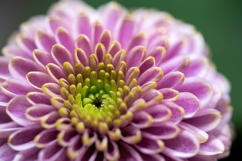 仅一朵花,大丽花属,紫色,花瓣,曼荼罗,大特写,小的,横截面,边框,对焦