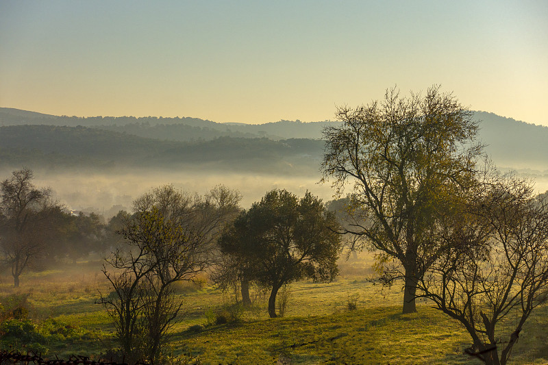 雾,油橄榄树,早晨,在上面,活力,安静,土耳其,黄昏,枝繁叶茂,草