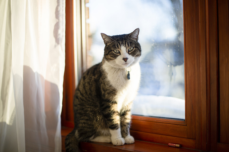 斑纹猫,可爱的,窗帘,肖像,加拿大,猫科动物,一只动物,动物,窗户,住宅内部