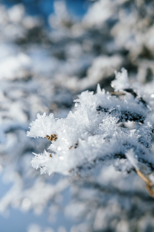 霜,白昼,冬天,日光,草,枝,圣诞装饰物,雪,植物,户外