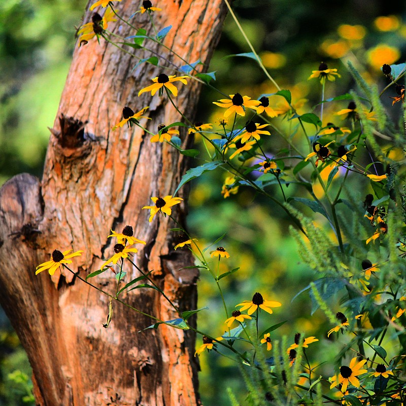 Off,the,beaten,path,you,never,know,what,you’ll,find,when,hiking,the,many,trails,in,eastern,Iowa