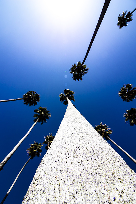 树干,垂直画幅,棕榈树,加利福尼亚,天空,日光,蓝色,圣巴巴拉,夏天,移向