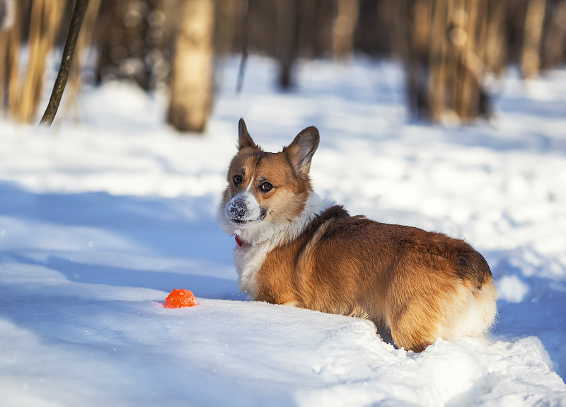 可爱的,雪,舌头,小狗,晴朗,冬天,威尔士柯基犬,进行中,球,步行