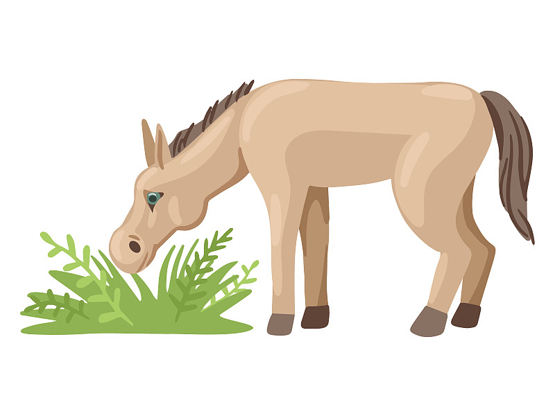 草,性格,驹,矢量,食草,草地,驴子,可爱的,动物主题,一个物体