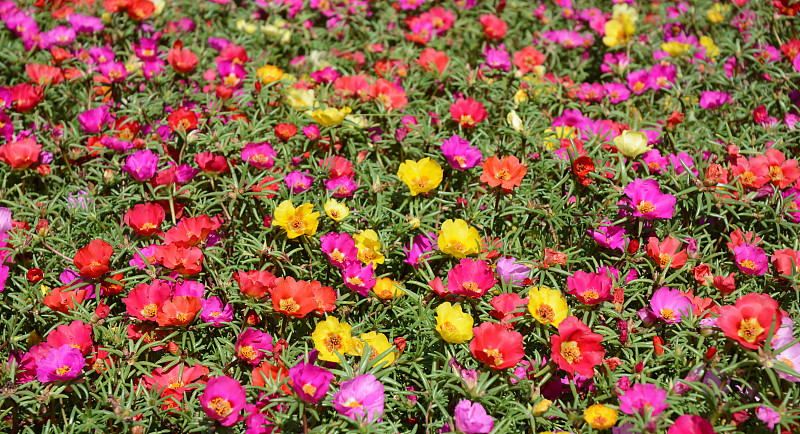 大花马齿苋,多色的,洋蔷薇,花坛,接力赛,自然,黄色,红色,季节,粉色