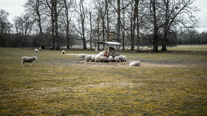 绵羊,围栏,法国,边框,枯萎的,英国健壮绵羊,枝繁叶茂,草,杂交绵羊,与众不同