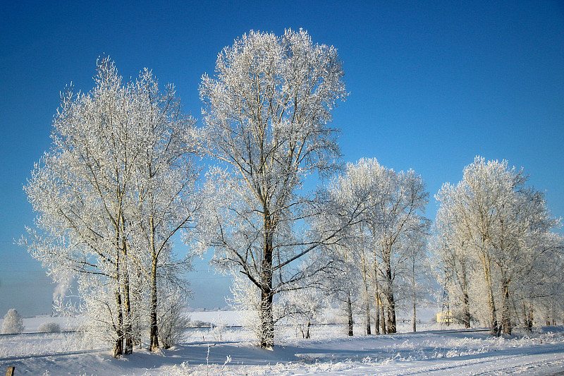 冬天,寒冷,环境,霜,雪,天气,公园,自然美,树干,植物