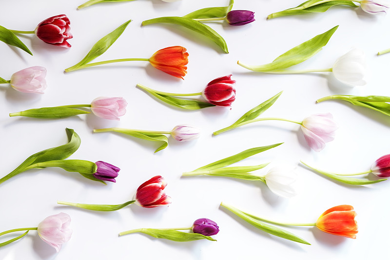 郁金香,玫瑰,自然界的状态,背景分离,色彩鲜艳,四方连续纹样,春天,芽胞杯,植物,花坛