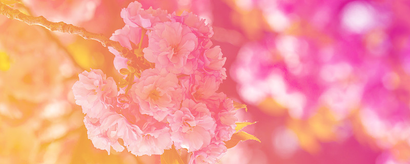 春天,背景,自然,花朵,抽象,粉色背景,自然美,运动模糊,花,树