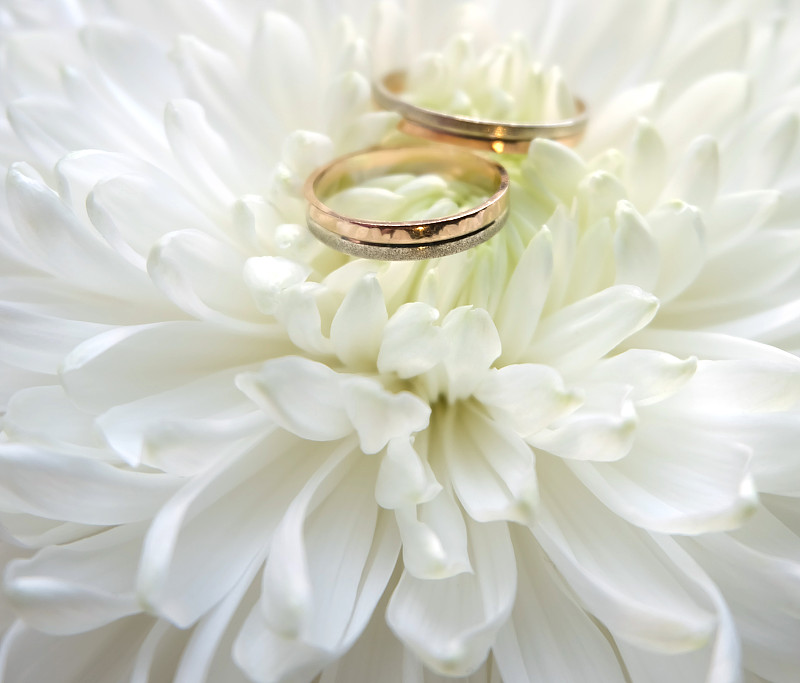 白色,菊花,结婚戒指,周年纪念,两个物体,婚姻,华贵,浪漫,婚礼,植物