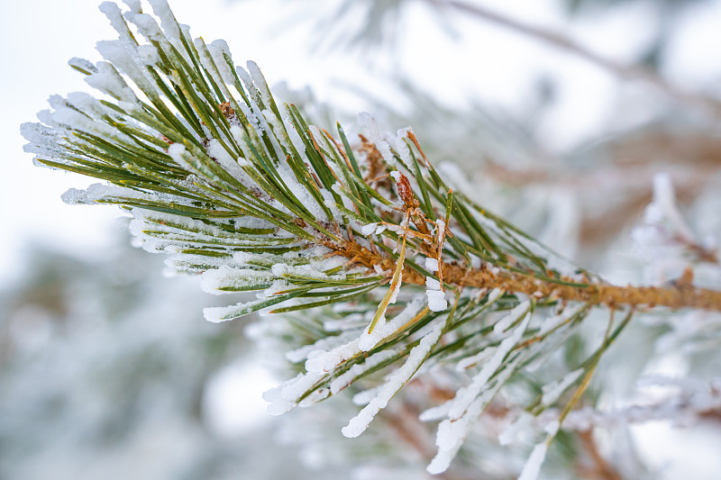 雪,叶子,松树,寒冷,霜,针叶,春天,杉树,植物,针叶树