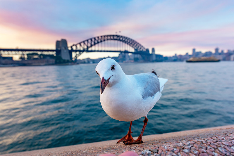黄昏,澳大利亚,桥,悉尼,圆形码头,海港,都市风景,东,新南威尔士,曙暮光