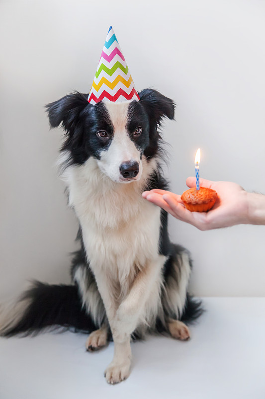 数字1,狗,小狗,节日,注视镜头,乐趣,看,纸杯蛋糕,幸福,生日