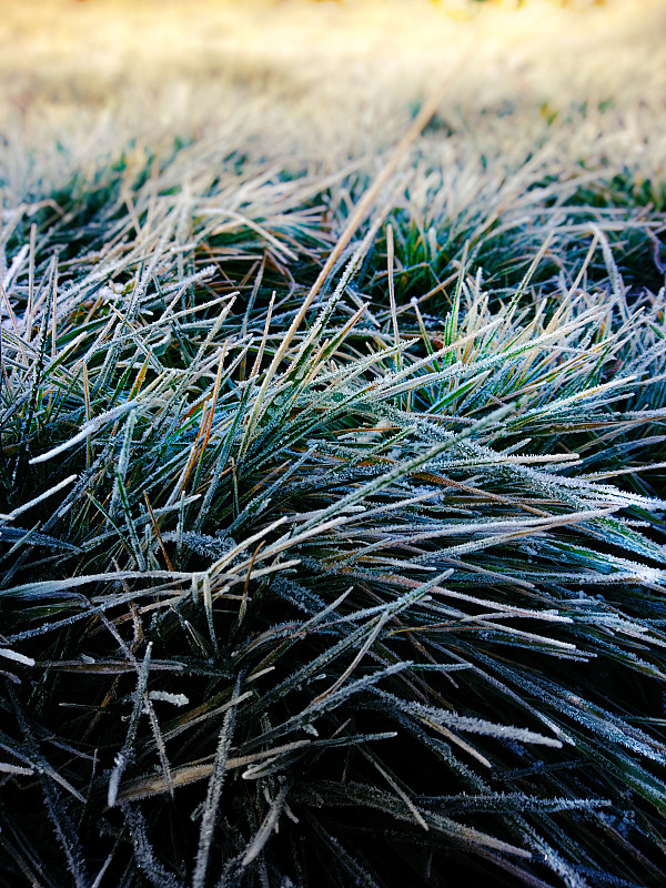霜,草,绿色,特写,寒冷,清新,环境,雪,天气,植物