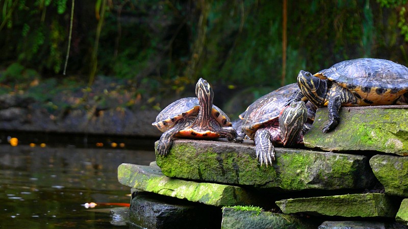 龟,池塘,石头,可爱的,野生动物,环境,环境保护,海龟,小的,涂料