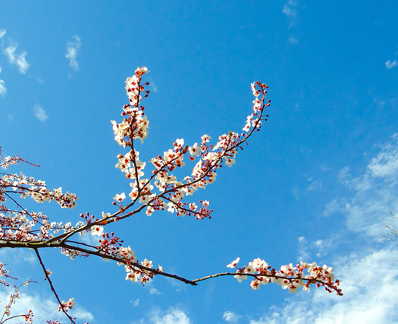 春天,花朵,清新,背景分离,云,色彩鲜艳,自然美,李树,植物,李子