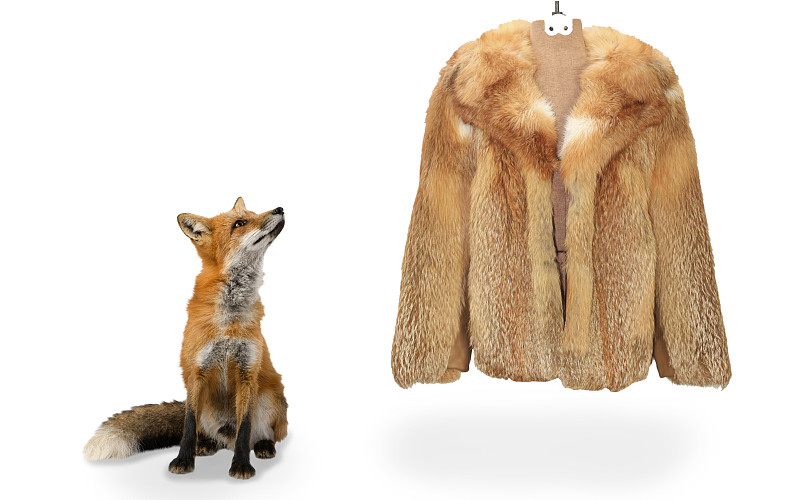 红狐,自然,看,皮毛大衣,金属矿石,热,纺织品,叠,挨着