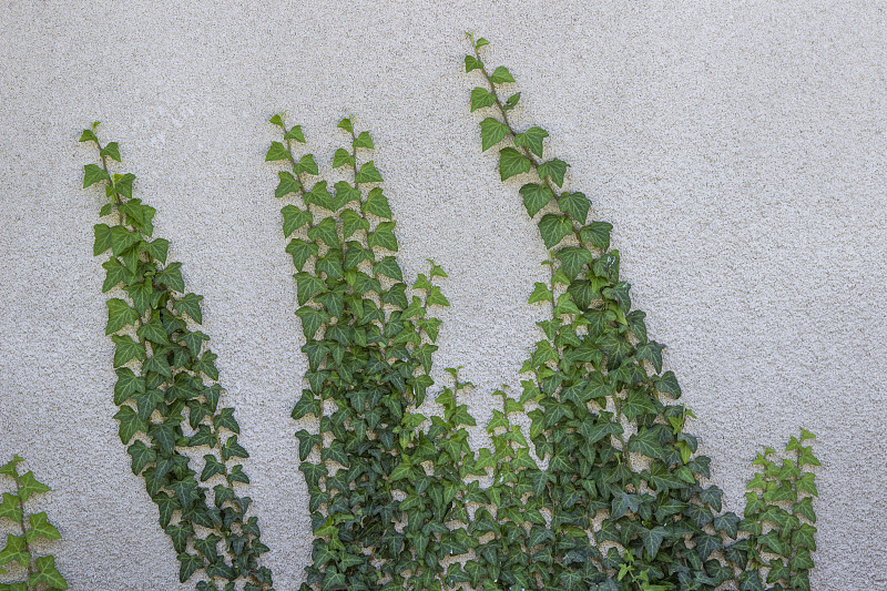 植物,墙,绿色,特写,灰色,卷着的,常春藤,砖,长的,有蔓植物