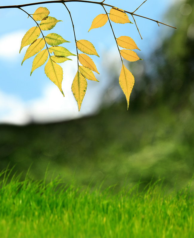 叶子,秋天,特写,黄色,活力,纯净,简单,公园,枝繁叶茂,渴望