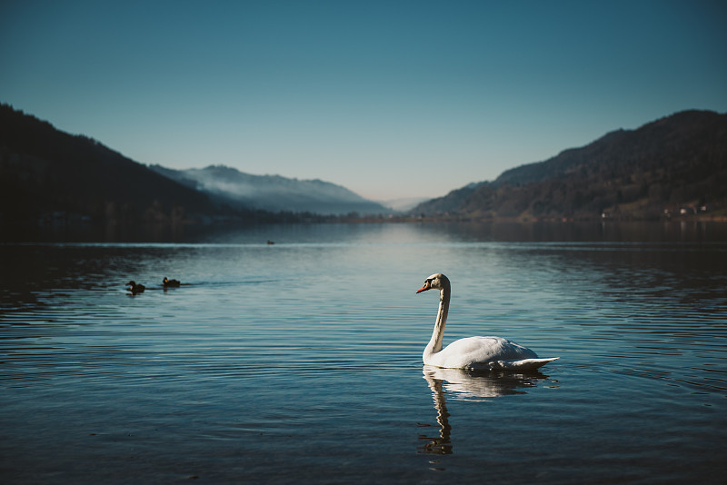 Swan,Floating,On,Lake,,Allg?u,Bavaria,,Germany