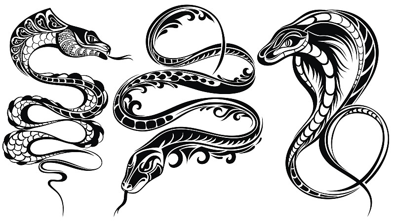 蛇,背景分离,野生动物,复古风格,动物,响尾蛇,品牌名称,眼镜蛇,蝰蛇,爬行纲