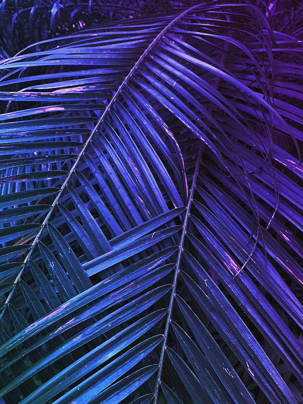 棕榈树,叶子,霓虹灯,背景,鸡尾酒,花